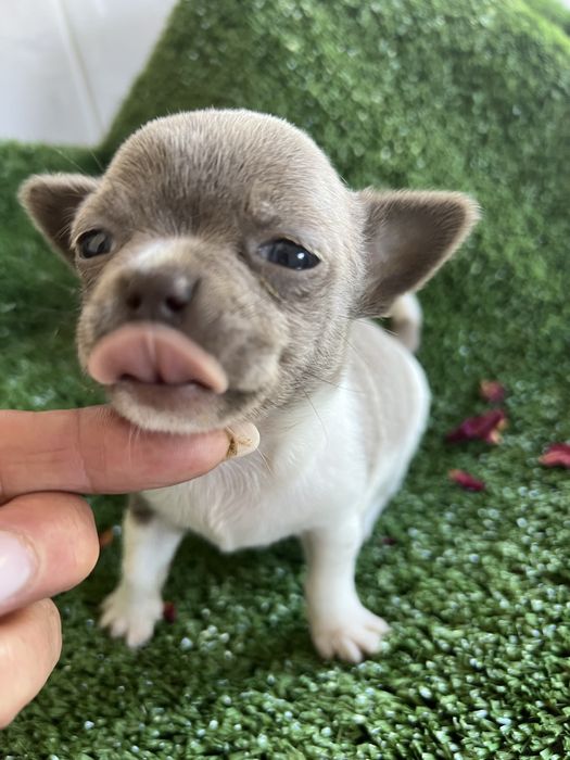 Chihuahua femea lilac com branco mini