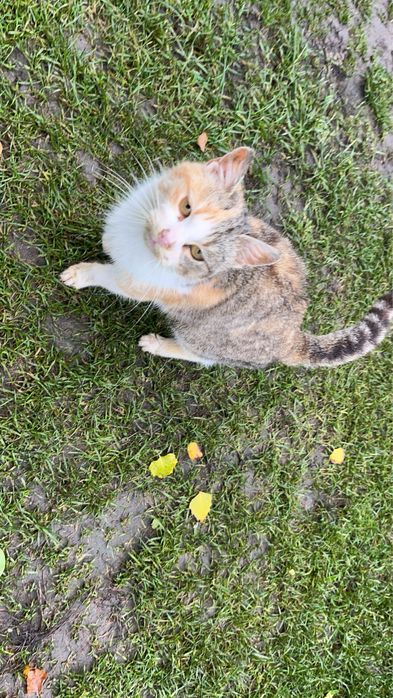 Bezdomne koty szukają domu