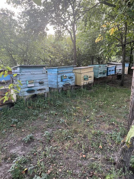 Продаємо бджолині сіміі