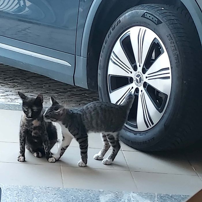 Gatinho bebé para adoptar - trigrado