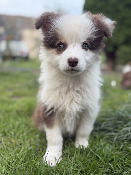 Suczka Border Collie
