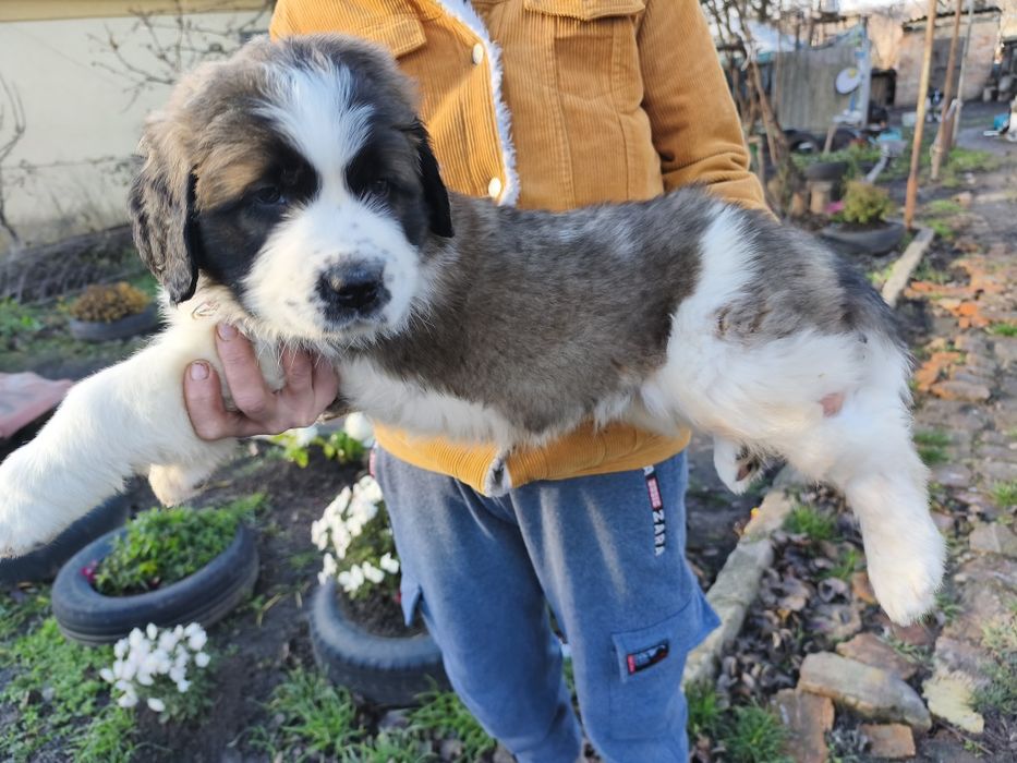 Продам песика 1міс