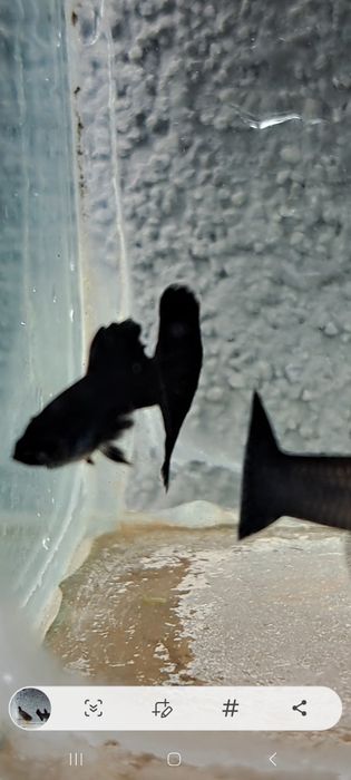 Gupiki full black czysta linia dorosłe samiec i 5 samic