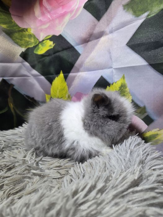 Karzełek Teddy Mini z Metryka