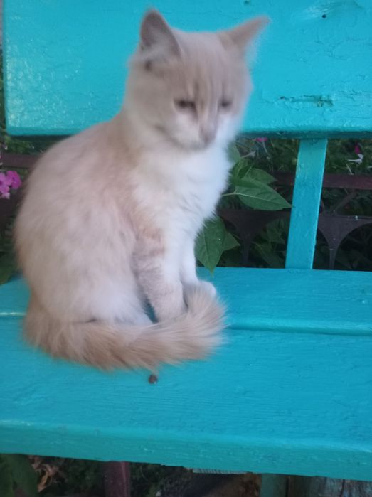 котик рудий гарний