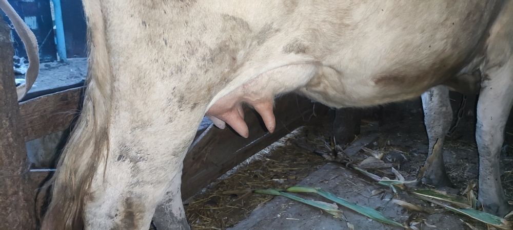 Продам коров на хозяйство