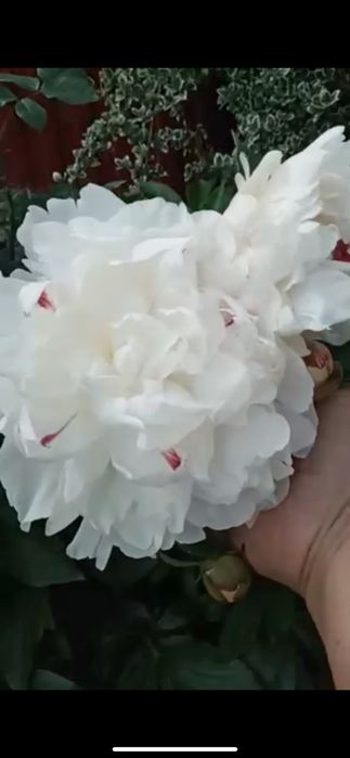 Півонія   садова