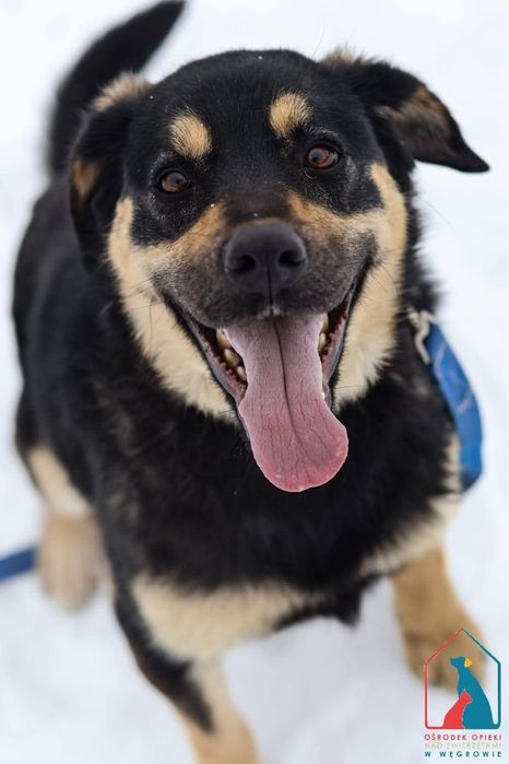 Saba 330/25 - SZUKA DOMU!