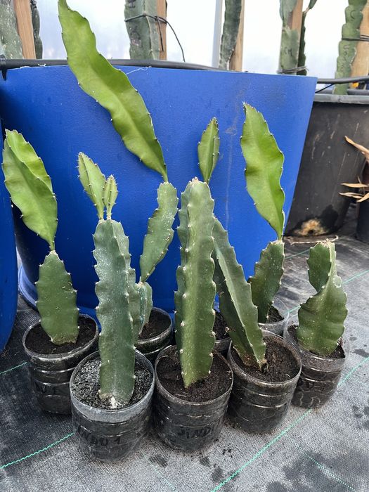 Mudas pitaya  autopolinizante com raiz