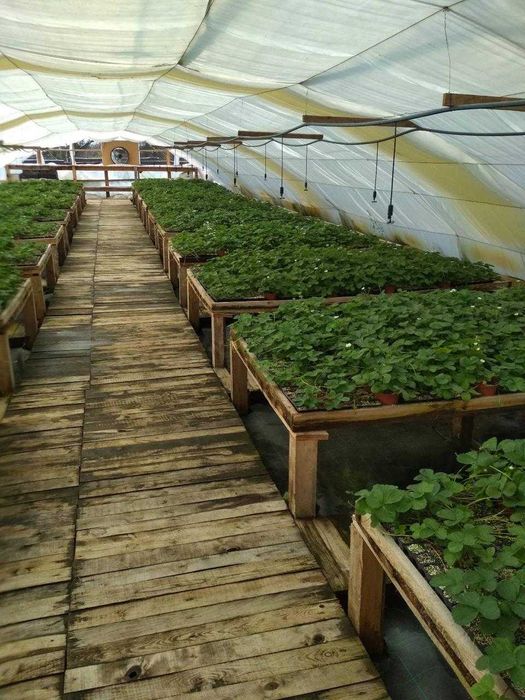 Продаж землі Тепличний комплекс 2,53 га Готовий бізнес с. Глібівка.