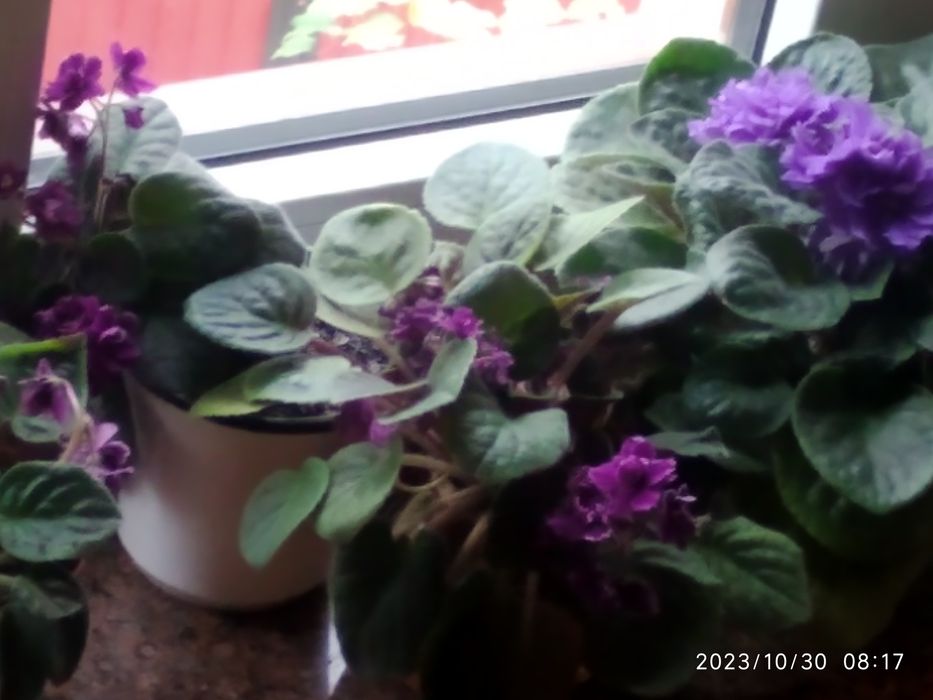 Продаю,або обмінююся різними сортами фіалок