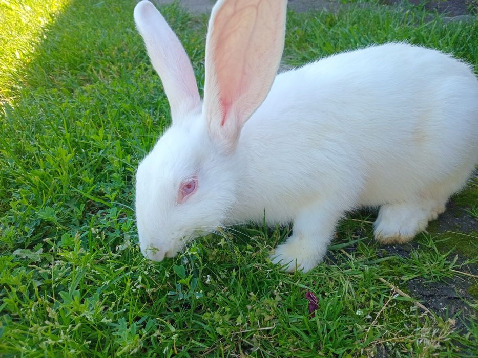 Продам кроликів термондська біла.