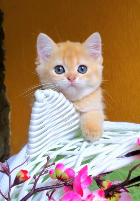 Малышечка ждет маму) Нежные котята золотая шиншилла.