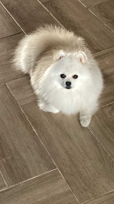 В'язка Шпіц (стандарт)