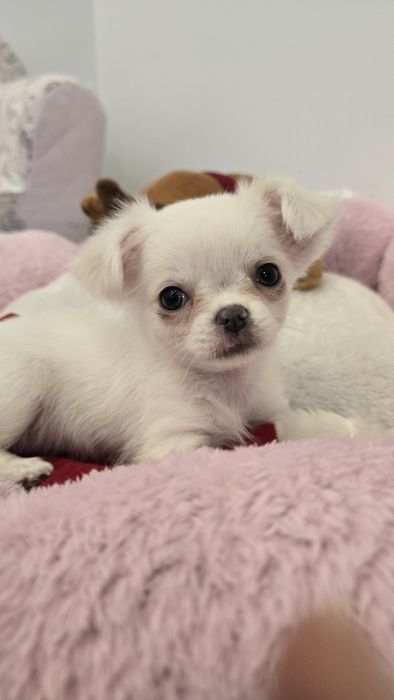 Chihuahua długowłosa suczka z rodowodem ZKwP FCI