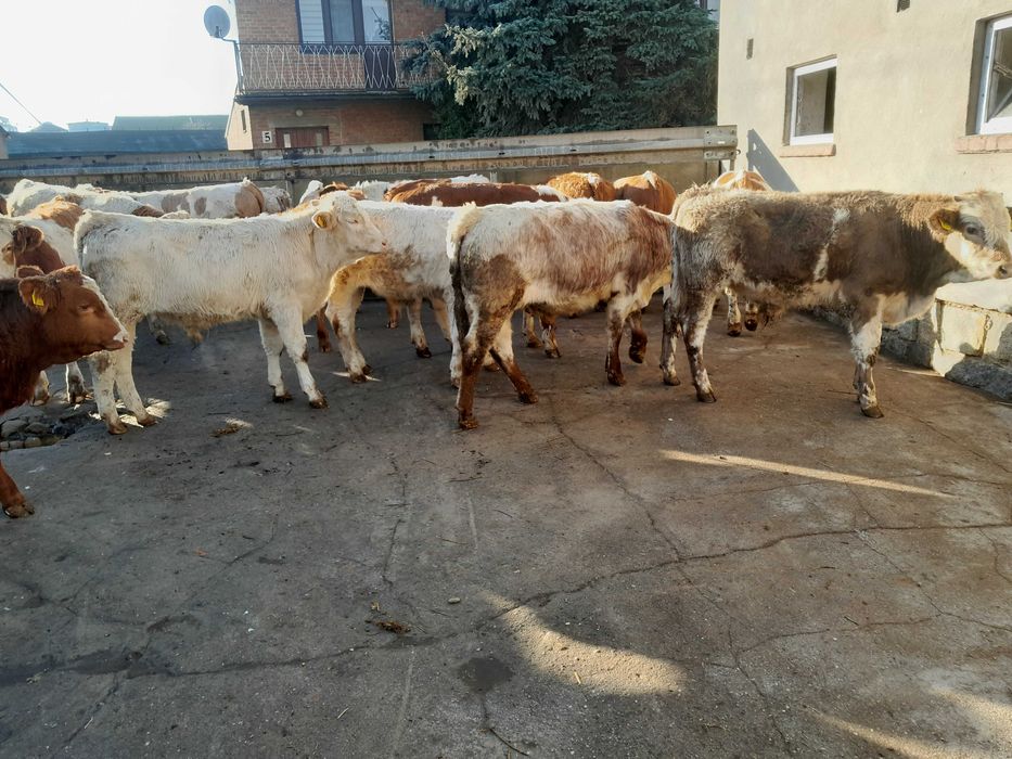 20 byczków 200-240kg simental,bbb