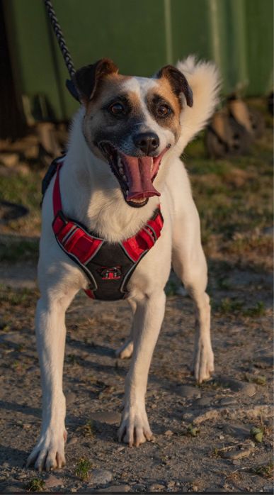 Misza- pies do adopcji