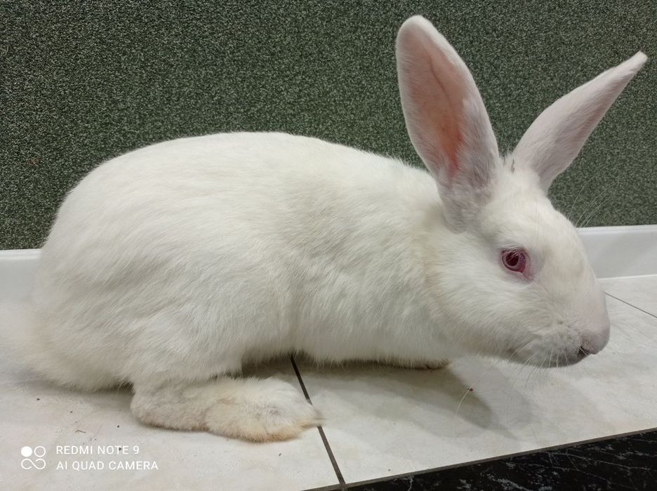 Кролі, кролики, Білий Панон