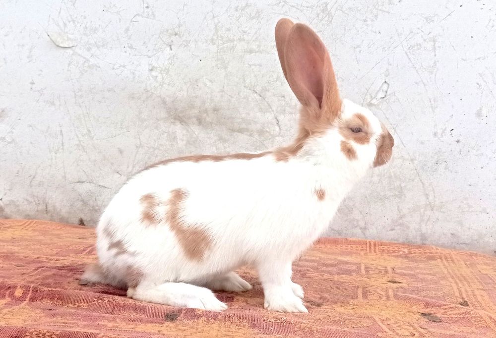 Німецький строкатий