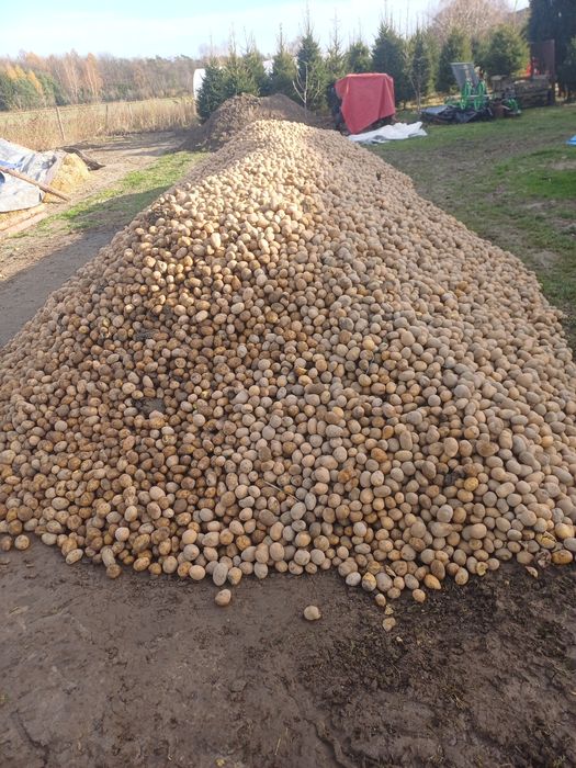 Drobna soraya jak sadzeniak