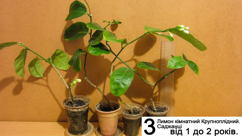 Лимон Кімнатний Крупноплідний Саджанці. Інжир. Ожина. Самшит.