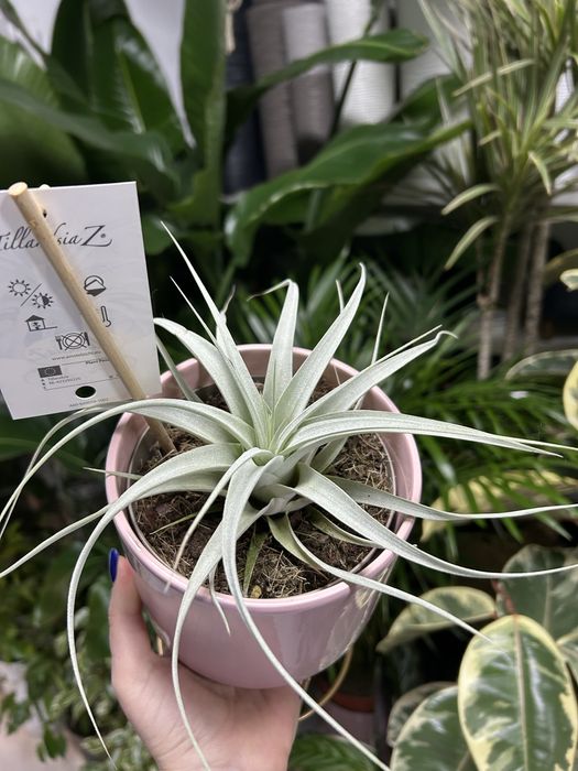 Срібляста тіландсія tillandsia