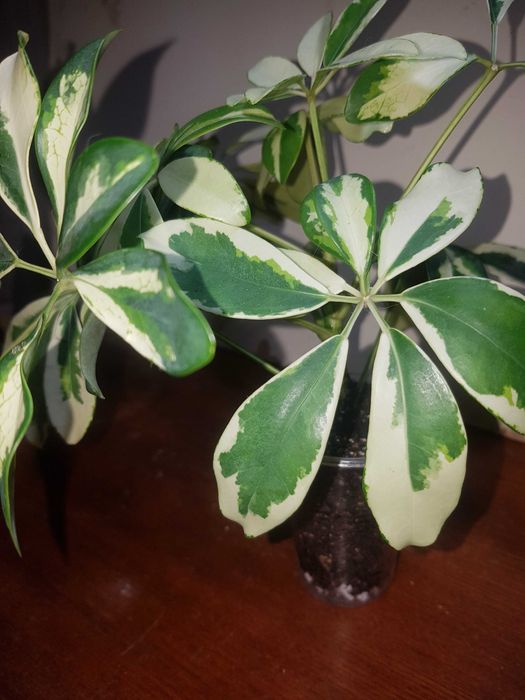 Шефлера Мелани вариегатная