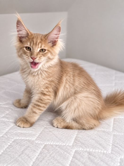 Maine Coon – wyjątkowy kocurek Cream Tabby  ur. maj 2026