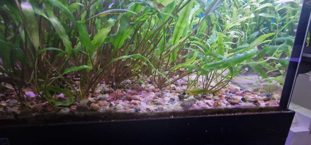 Akwarium Juwel 120 litrów komplet z szafką stan bdb + życie