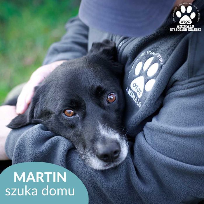 Większy pies Martin szuka domu