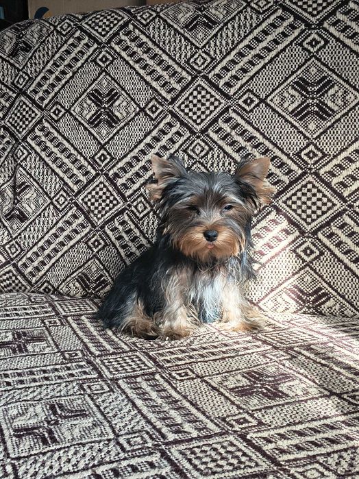 York Yorkshire terrier piesek
