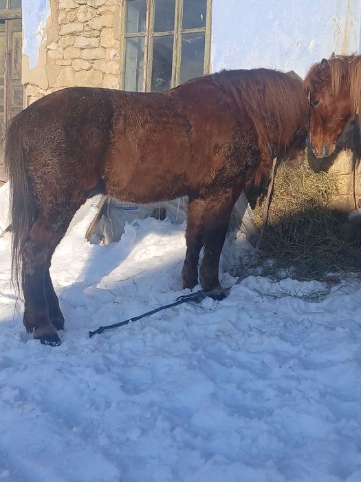 Продається кобила/кінь