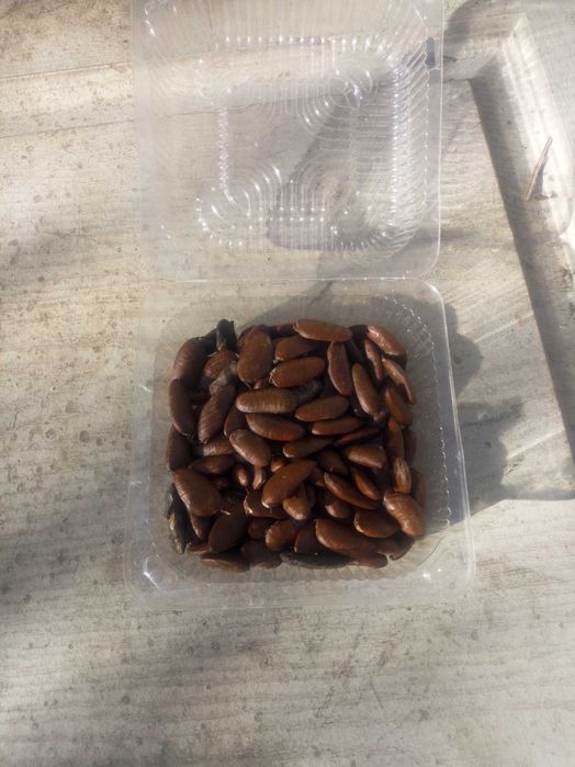 Азимина, банановое дерево, семена