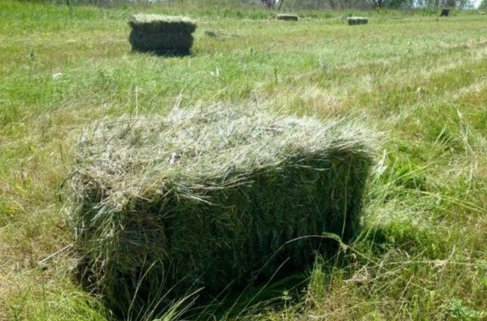 Продам сіно в тюках
