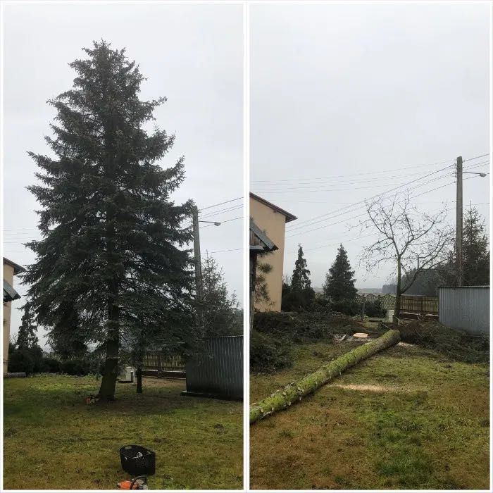Wycinka i pielęgnacja drzew, frezowanie pni, usługi rębakiem