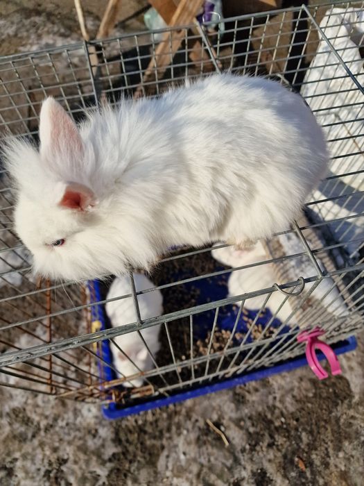 Кролик декоративний