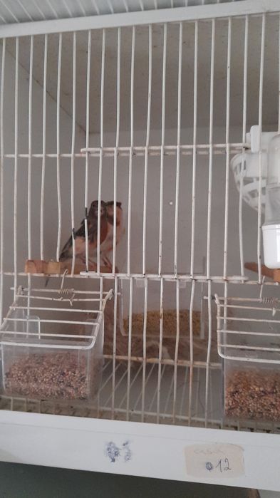 Algumas aves para troca ou venda