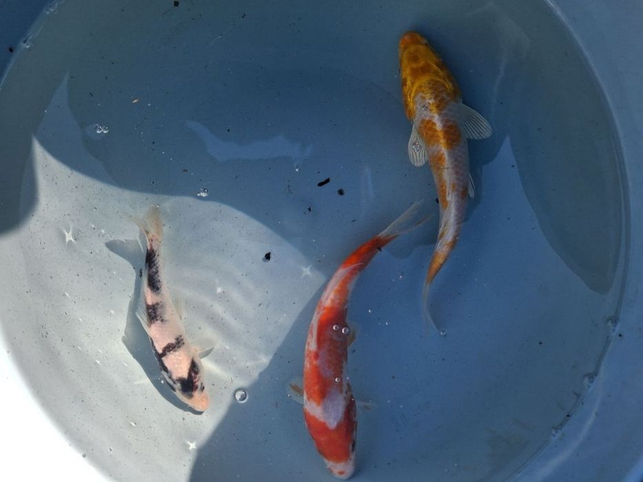 Koi karp karaś orfa złoty lin amur