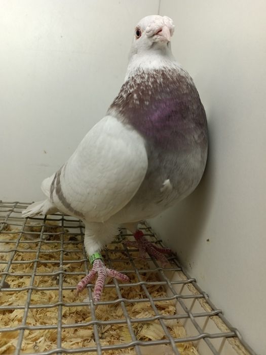 Gołębie Staropolskie