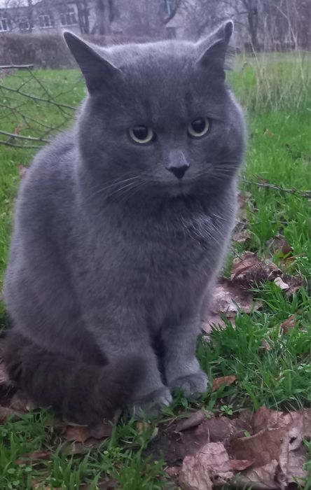 Молодий котик в найкращу сім'ю