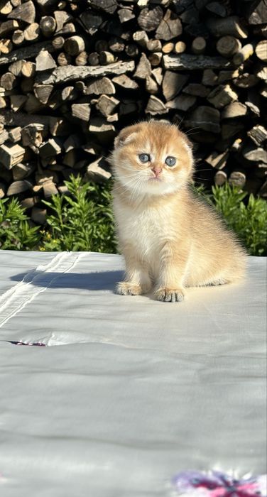 Чарівний малюк 1,5 місяців scottish fold