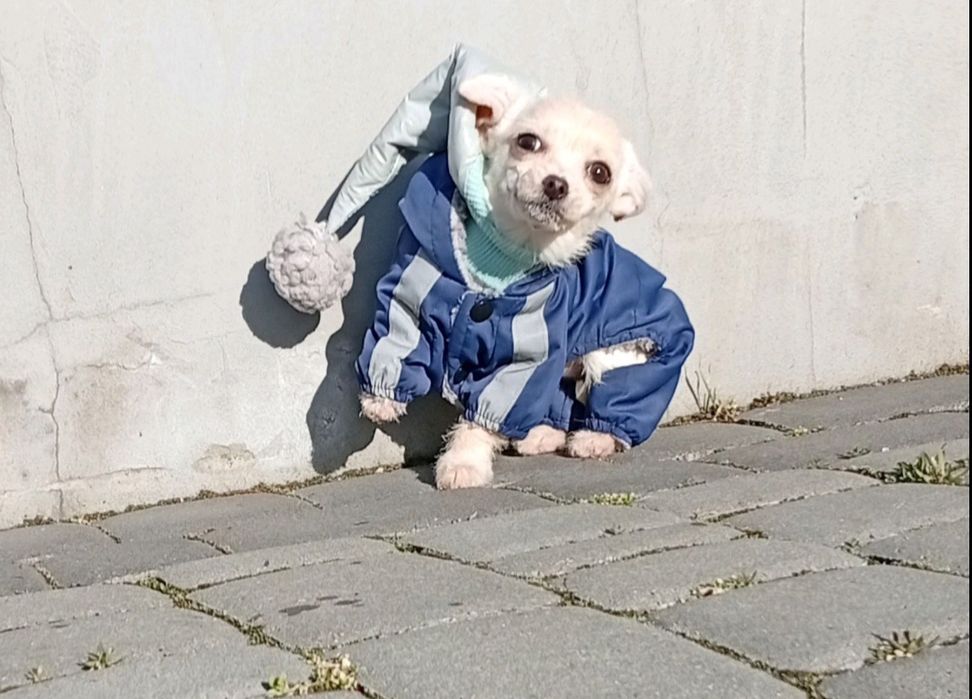 Чихуахуа девочка  микс