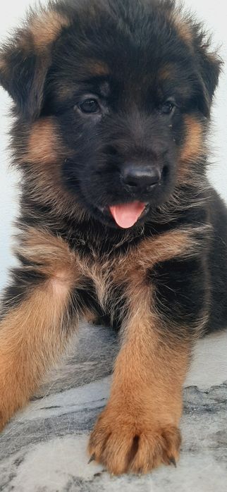 Owczarek Niemjecki Krótkowłosy FCl