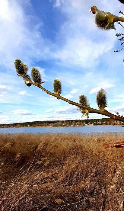 Продам 23 сот. с.Забір´я 2-га лінія від озера, всі комунікації ,  хата
