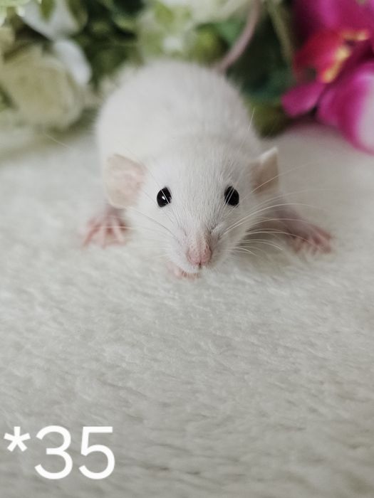 Szczur szczury szczurki