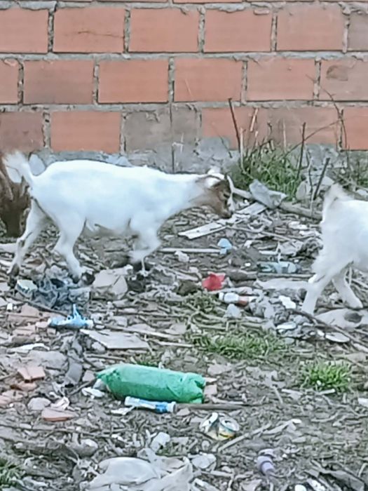 Vendo cabras anãs