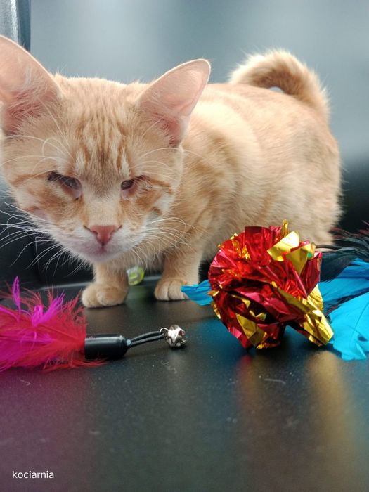 Klakier, kotek bez oczek...