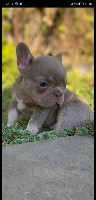 Изаббеловая  красотка супер качество.