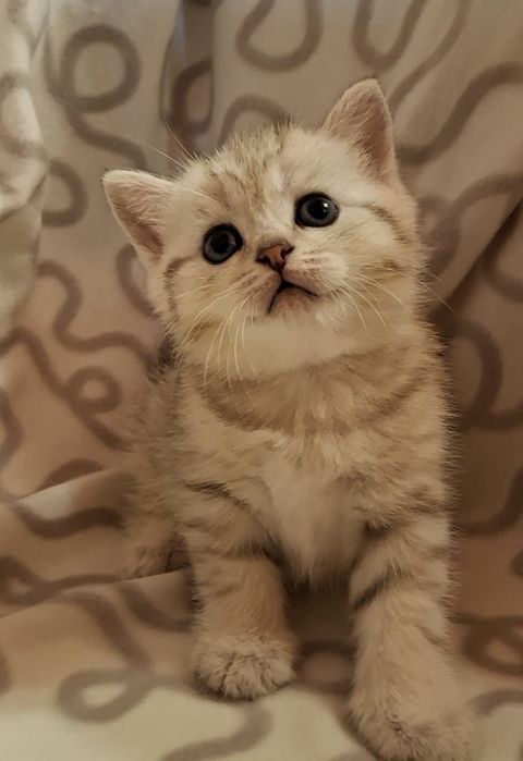 Одесские котята короткошёрстные