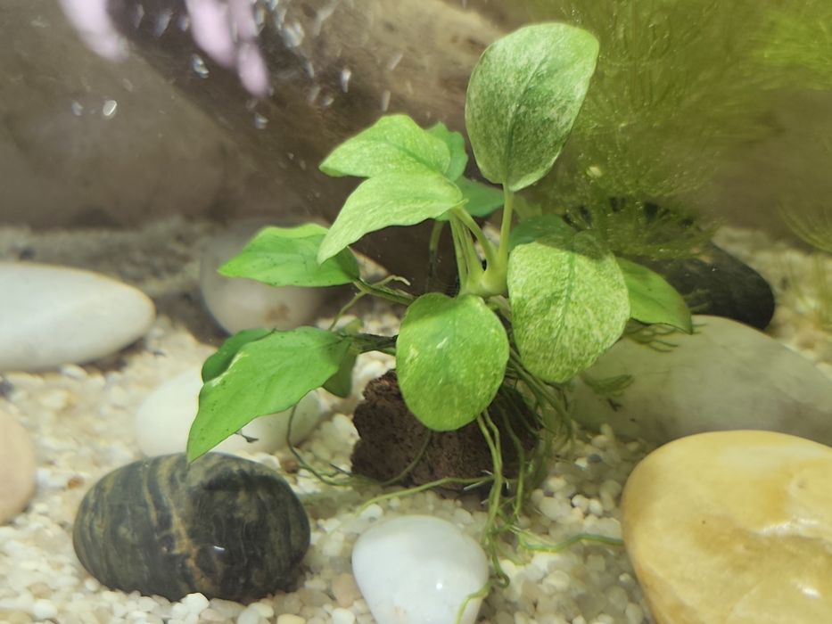Anubias nana Pinto
